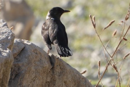 مشاهده نخستین توکای طوقی در تالاب های لرستان