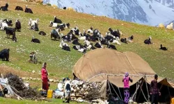 توزیع علوفه دامی بین عشایر لرستان