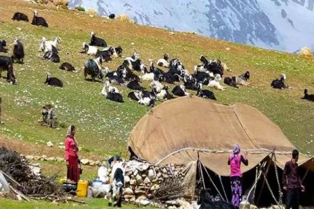 توزیع علوفه دامی بین عشایر لرستان