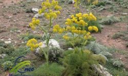 «آنغوزه» کشت طلایی برای کشاورزان لرستانی