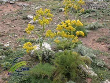 «آنغوزه» کشت طلایی برای کشاورزان لرستانی