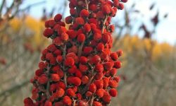 کشف رویشگاه طبیعی سماق در روستای «گل زرد» بروجرد