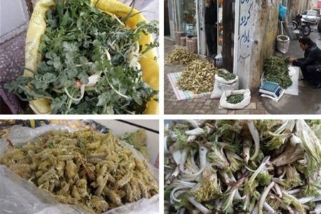 برخورد قانونی با برداشت گیاهان دارویی و خوراکی در لرستان