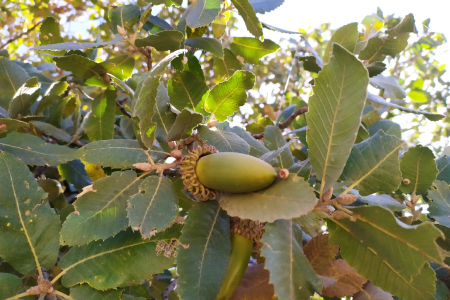 شناسایی ۱۳ کانون آفت جوانه‌خوار بلوط در لرستان