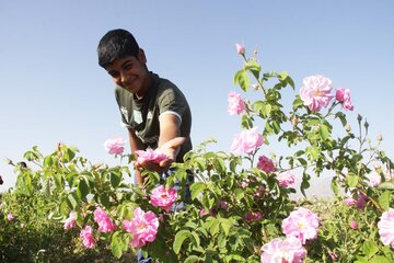 برداشت گل محمدی از گلستان های بروجرد
