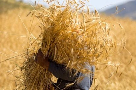 آغاز خرید تضمینی گندم در لرستان
