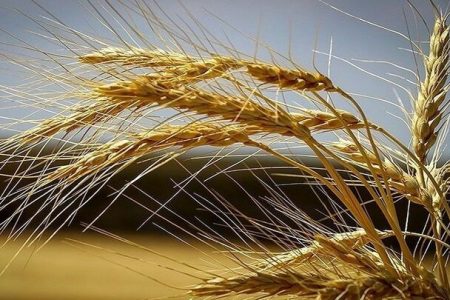 آمادگی برای خرید گندم و کلزا کشاورزان لرستانی