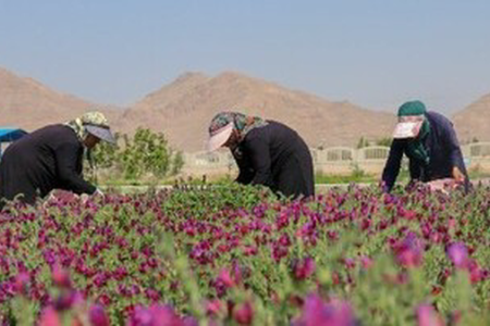 برخورد قاطعانه با خاطیان کشت‌ ممنوعه در کوهدشت