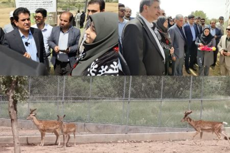 اجرای بزرگترین طرح رهاسازی گونه شاخص و بومی «گوزن زرد ایرانی»