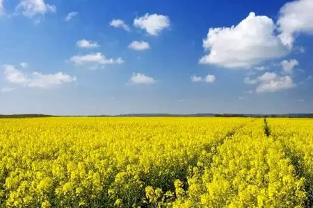پیش بینی برداشت ۵ هزار تن کلزا از مزارع لرستان