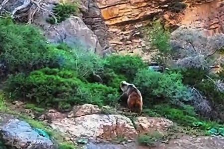 مشاهده یک قلاده خرس قهوه‌ای ماده با ۲ توله در لرستان+فیلم