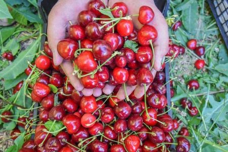 برداشت یک هزار و ۷۰۰ تن آلبالو در بروجرد