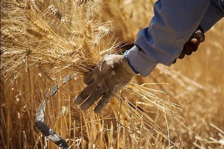 خرید بیش از ۴۲ هزار تن گندم در لرستان