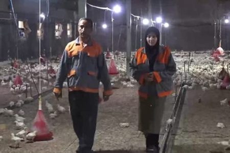کار آفرینی بانوی لرستانی با پرورش مرغ گوشتی