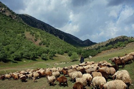 صدور ۱۱ هزار فقره پروانه چرای دام در لرستان