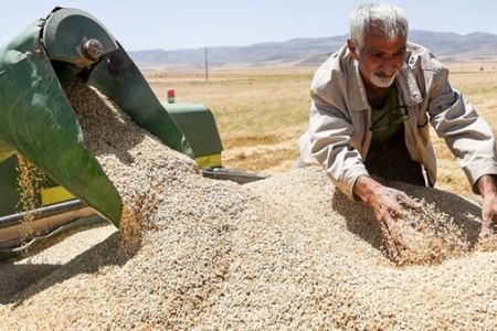 خرید ۱۴۰ هزار تن گندم از کشاورزان لرستانی