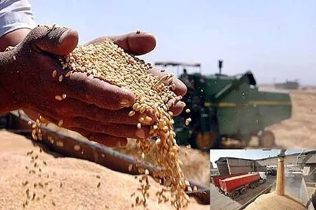 خرید ۱۷۰ هزار تن گندم از کشاورزان لرستانی