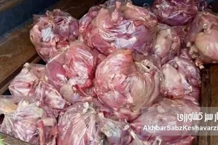 کشف بیش از ۸ تن گوشت مرغ قاچاق در دلفان