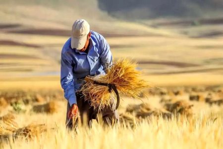 پرداخت ۵۸ درصد از مطالبات گندم کاران لرستانی