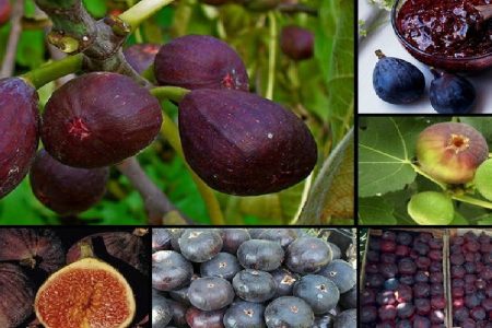 معمولان دومین تولیدکننده انجیر سیاه پس از ترکیه