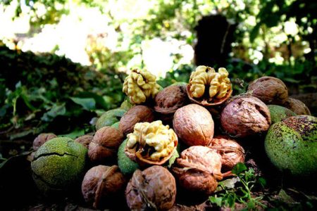 پیش بینی برداشت ۴۲۰۰ تن گردو در سلسله