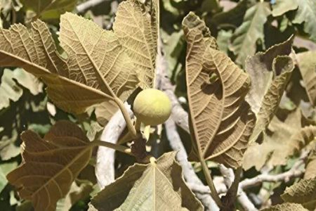 قطب انجیر ایران در آستانه خشکیدن