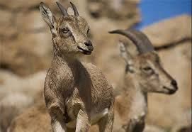 دستگیری شکارچی غیرمجاز بز کوهی در دورود