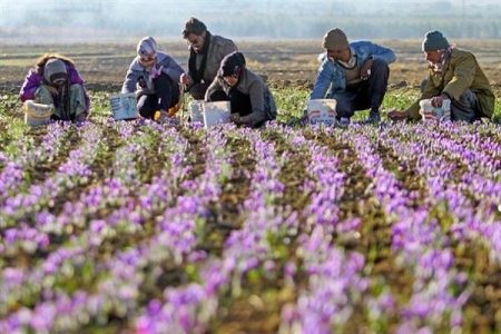سود «طلای سرخ» لرستان در جیب دلالان
