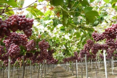 برداشت بیش از ۱۷ هزار تُن انگور از تاکستان های بروجرد