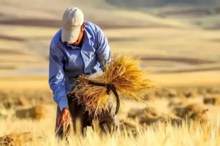 پرداخت ۴.۵ همت به گندم‌کاران لرستانی