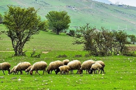 هشدار منابع طبیعی الیگودرز به دامداران بدون پروانه