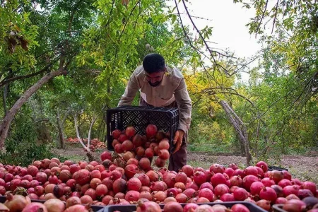 جشنواره ملی انار در کوهدشت برگزار می‌شود