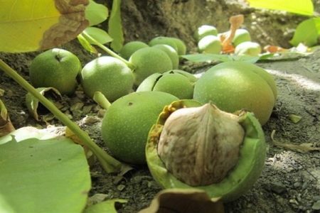 پای لنگ صنایع فراوری برای طلای سبز لرستان