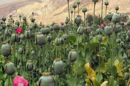 کِشت خشخاش در ایران قانونی شد