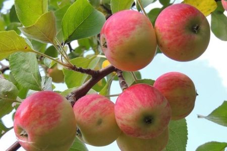 عطر سیب پاییزه بروجرد در بازار لرستان