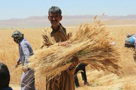 پرداخت ۹۵ درصد مطالبات گندم کاران لرستانی