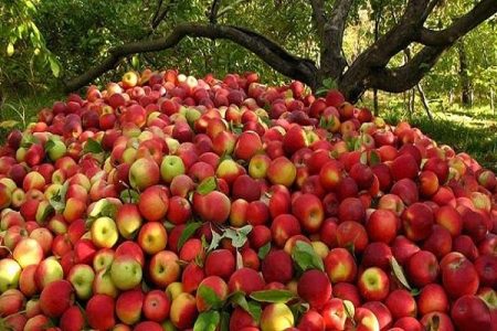 برداشت ۷۵ هزار تن سیب از باغات لرستان