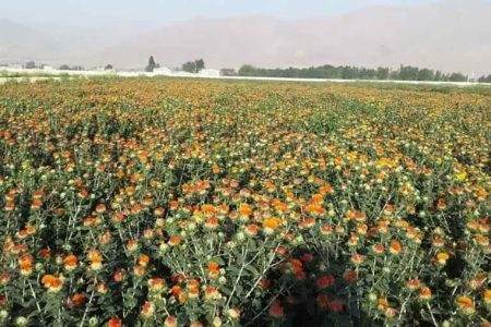 رکورد ملی در تولید بذر گلرنگ در بروجرد