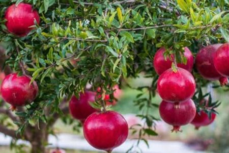 پایان عملیات کنترل بیولوژیک آفات در مزارع لرستان