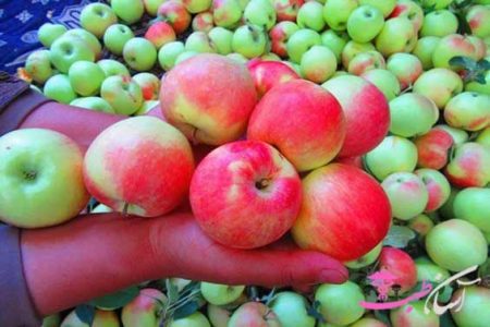 سیب گلاب درمانگر معده و اعصاب