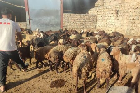 واکسیناسیون ۱۹ هزار دام و طیور در رزمایش جهادی کوهدشت و پلدختر
