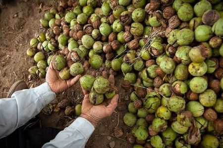 برداشت بیش از پنج هزار تن گردو در بروجرد