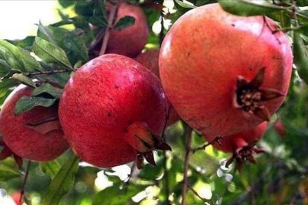 سرخی انار در آغوش سبز لرستان؛سفری به بهشت انارستان‌های پاپی
