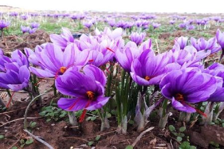 سلسله؛قلب طلای سرخ لرستان