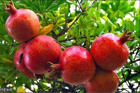 تولید ۷۳ هزار تُن انار در لرستان