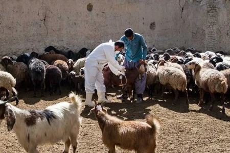 هشدار دامپزشکی لرستان در خصوص شیوع بیماری «تب برفکی»