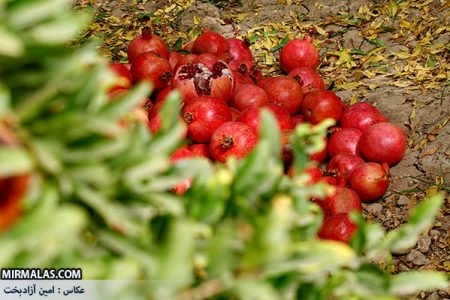 پیشینه تولید انار در «سیاب» به ۱۸۰۰ سال پیش برمی‌گردد