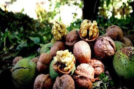 رتبه سوم لرستان در تولید گردوی کشور