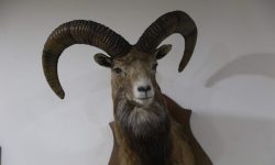 کشف تاکسیدرمی بز کوهی در خرمآباد