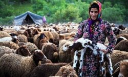 عشایر،افسران خط مقدم تأمین امنیت غذایی کشور هستند